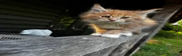 Maine Coon cats for sale: Stunning XL Maine Coon Kittens - Advert 5