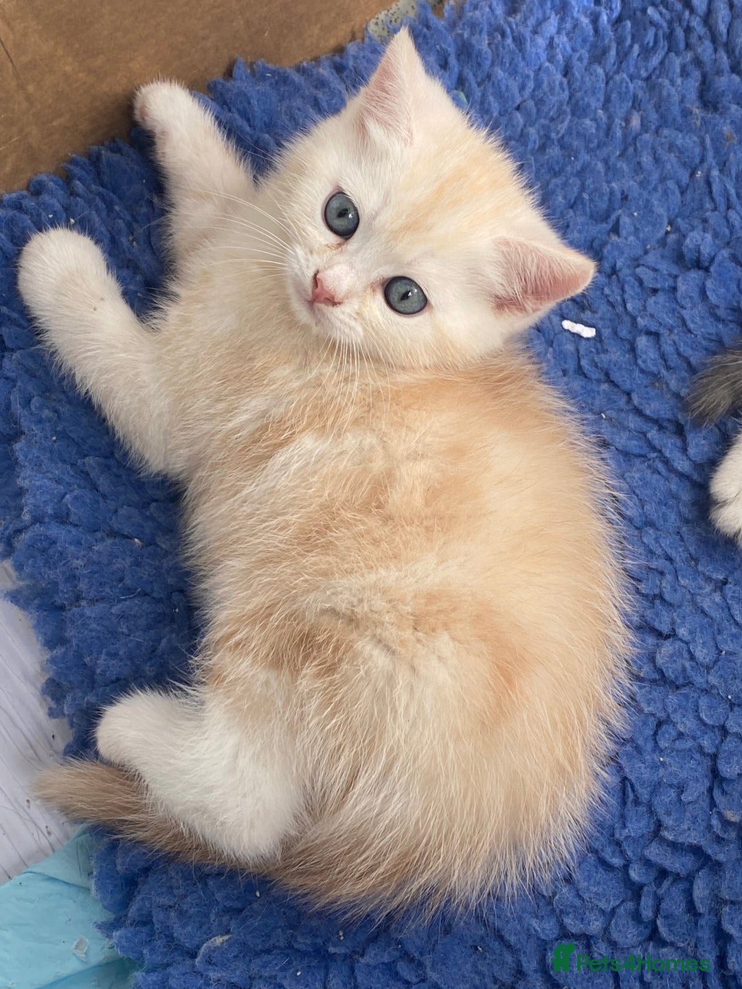 Persian cats for sale: Silver and Cream chinchilla kittens - Image 15