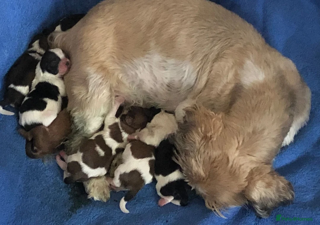 Shih Tzu dogs for stud: KC Karashishi Imperial Chocolate/Lavender Stud in Derby - Advert 14