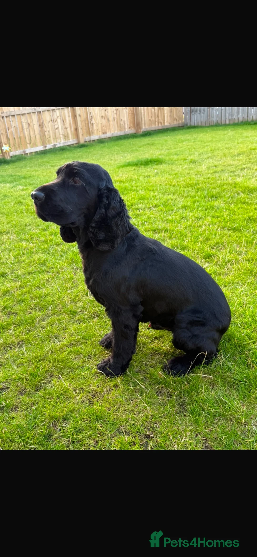 Cocker Spaniel dogs for stud: 🖤 LINDALLOCH ARLO - KC Registered 🖤 - Advert 1