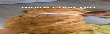 Cockapoo 2