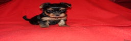 Yorkshire Terrier dogs for sale: 2 Beautiful Pure Breed Yorkshire Terrier females - Advert 6