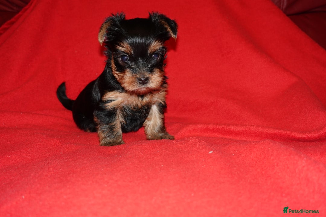 Yorkshire Terrier dogs for sale: 2 Beautiful Pure Breed Yorkshire Terrier females - Advert 6