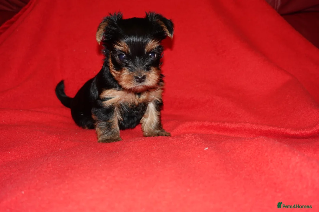 Yorkshire Terrier dogs for sale: 1 Beautiful Pure Breed Yorkshire Terrier female - Advert 6