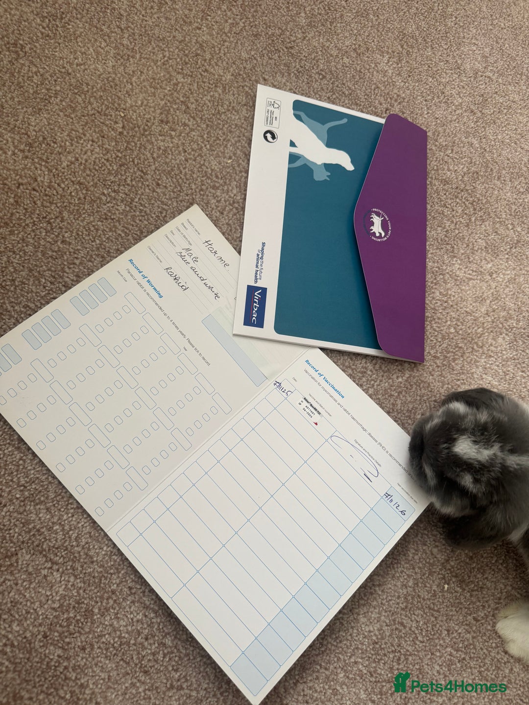 Mini Lop rabbits for sale: Beautiful, friendly mini lops - Advert 5