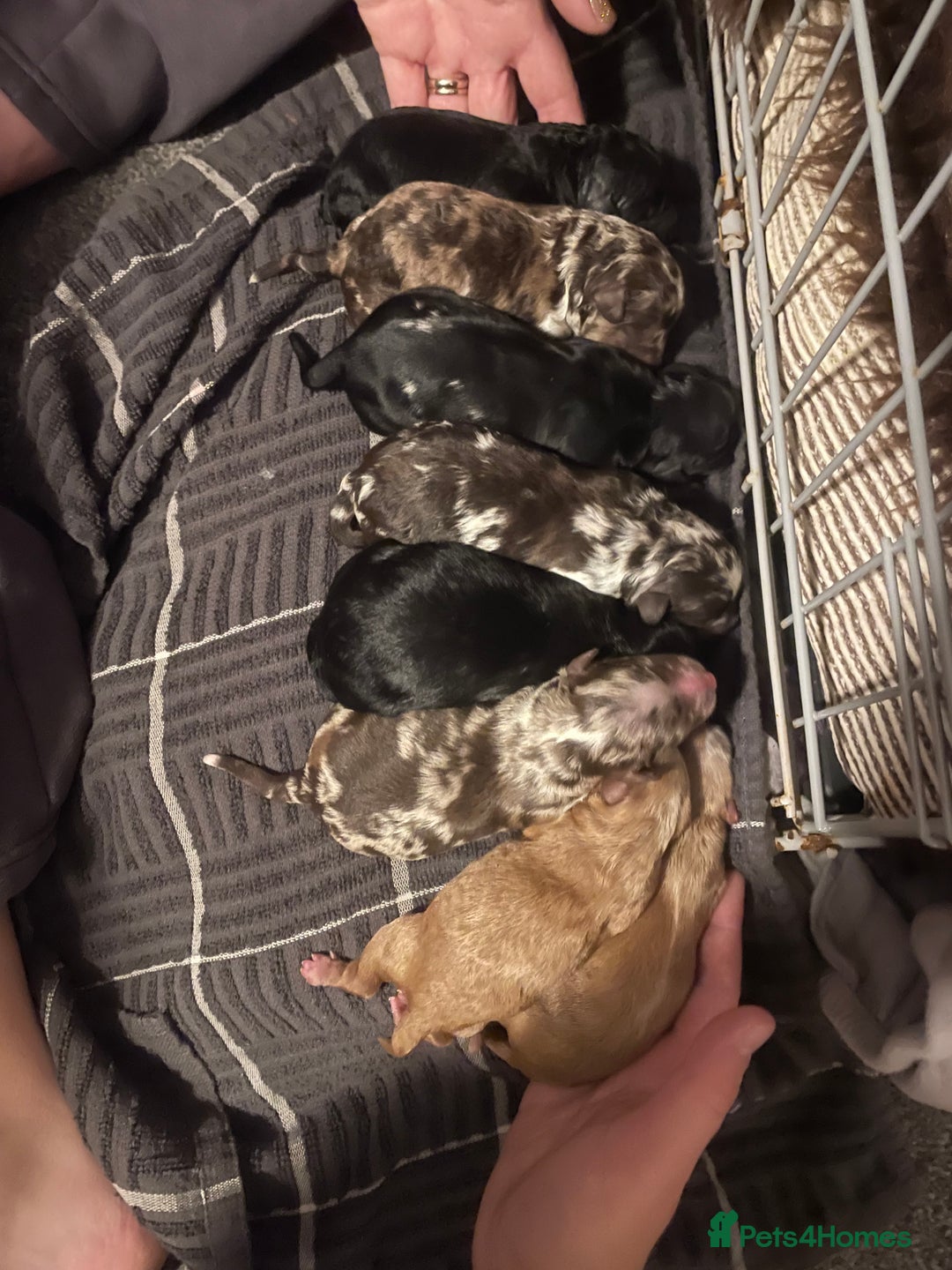 Bordoodle dogs for sale: Stunning litter of colliepoo/bordoodle puppies  - Advert 2