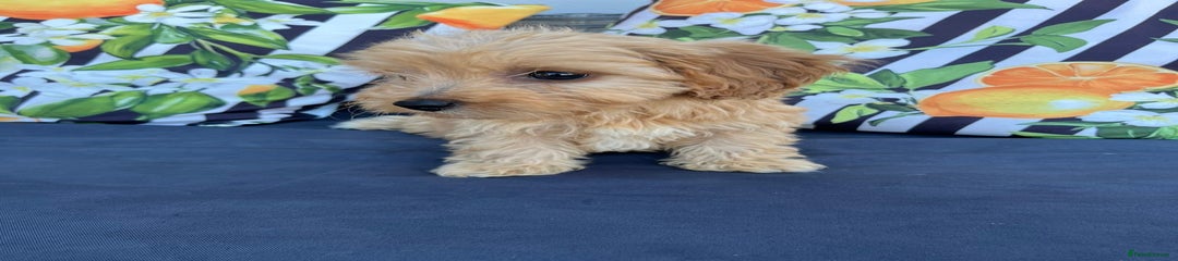 Cavachon Puppy 7