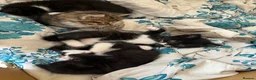 Mixed Breed cats for sale: Kittens  - Advert 3
