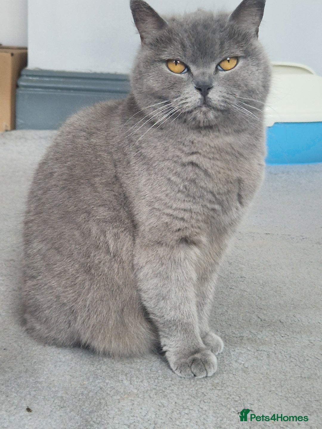 British Shorthair cats for sale: British Shorthair Girl  - Advert 3