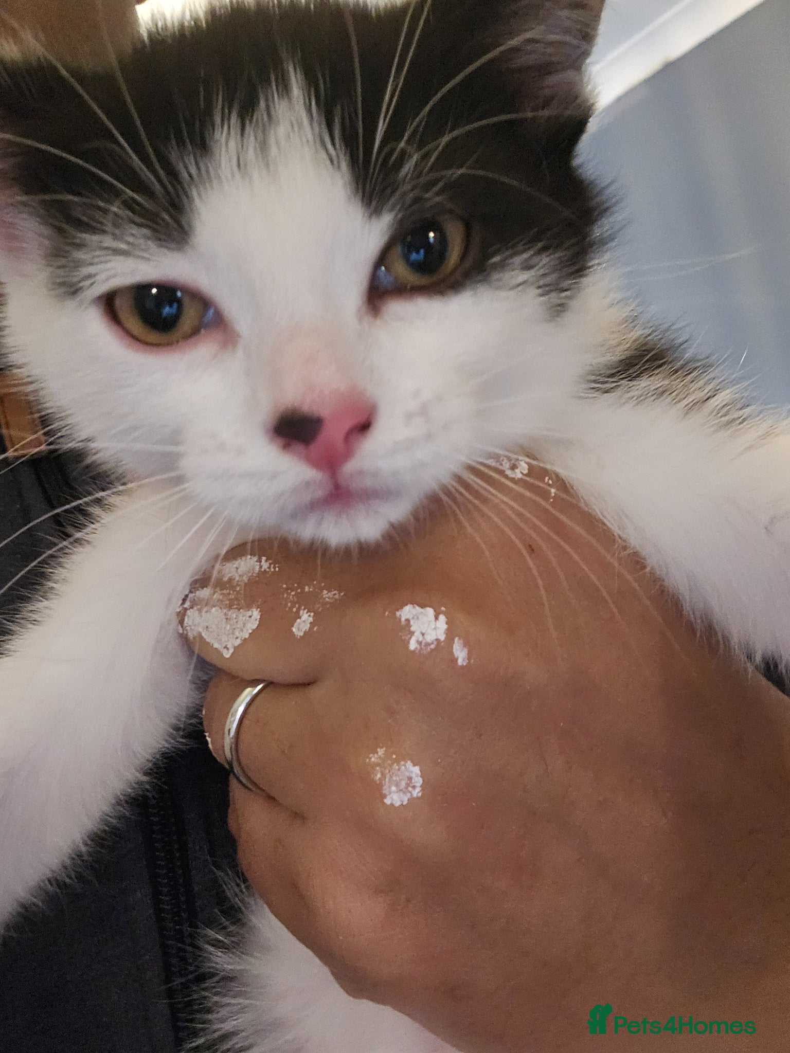 Mixed Breed cats Beautiful Female Kitten, Ready Now - Advert 1