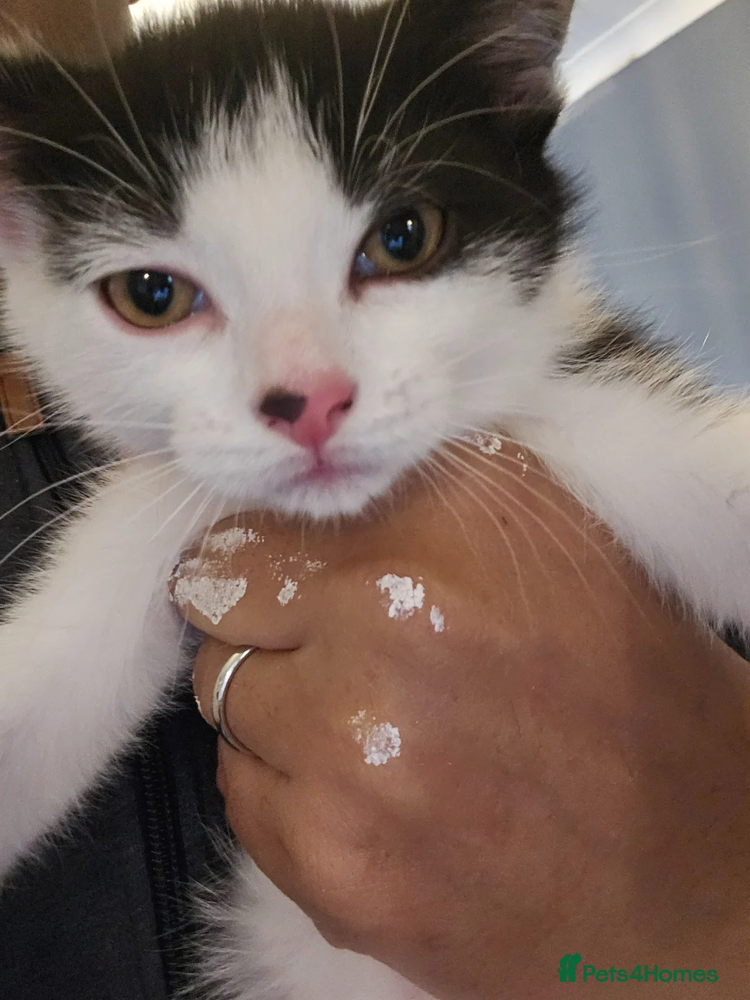 Mixed Breed cats for sale: Beautiful Female Kitten, Ready Now - Advert 1