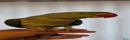 Ringnecks birds for sale: Alexandrian talking parrot, fully hand-tamed. in Walsall - Advert 9