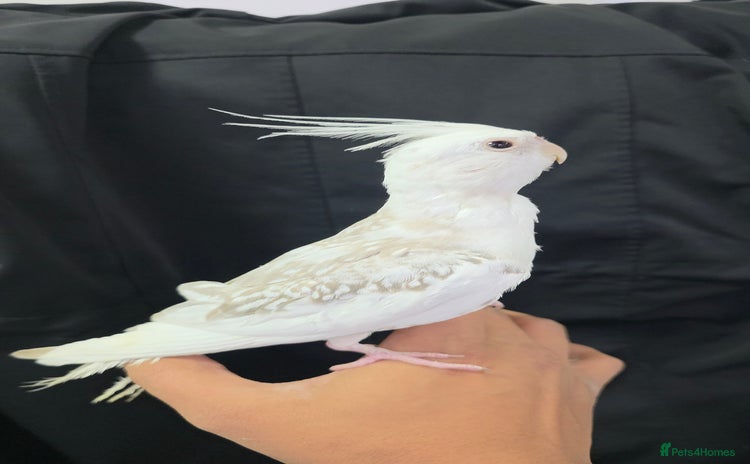 Cockatiels birds Silly hand tamed baby cockatiels for sale  - Advert 2