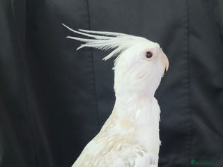 Cockatiels birds Silly hand tamed baby cockatiels for sale - Advert 3