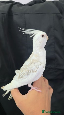 Cockatiels birds Silly hand tamed baby cockatiels for sale - Advert 2