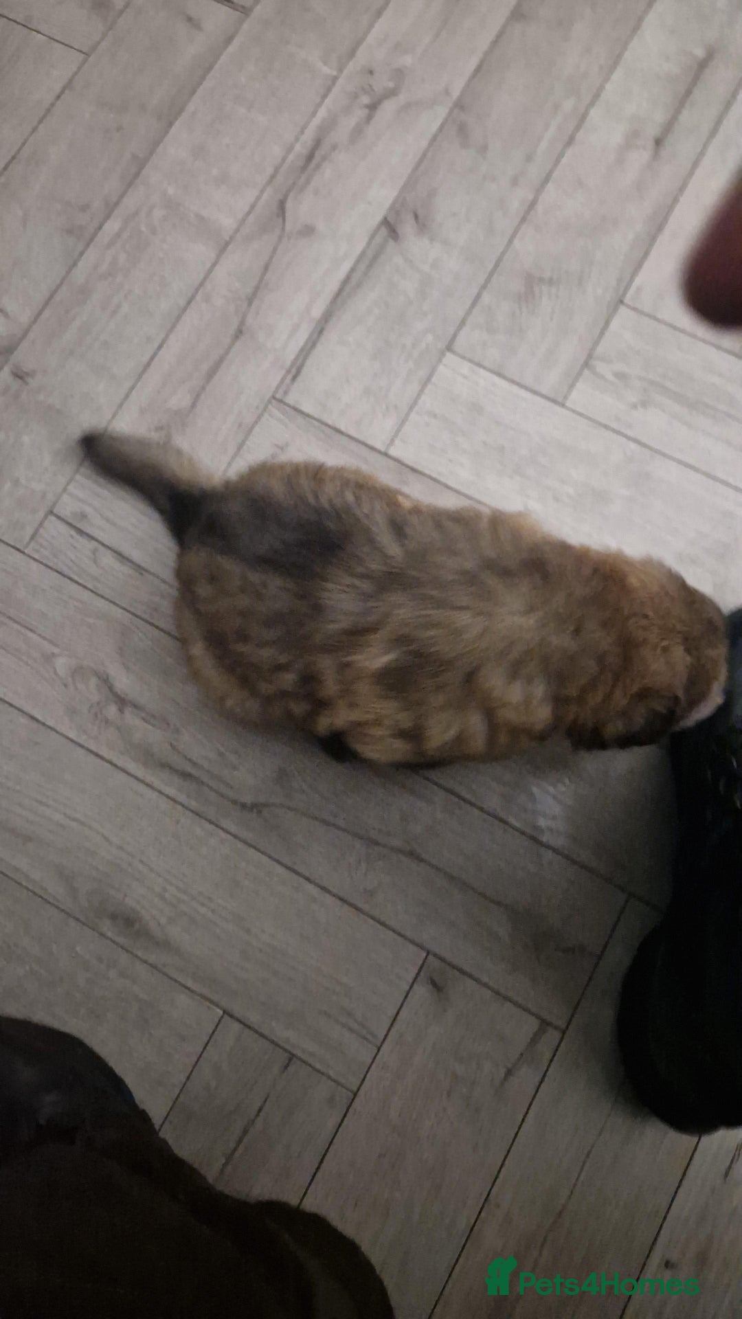 German Shepherd dogs for sale: Long hair german shepherd  - Advert 6