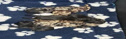 Cockapoo dogs for sale: F1 Cockapoo pups - Advert 4