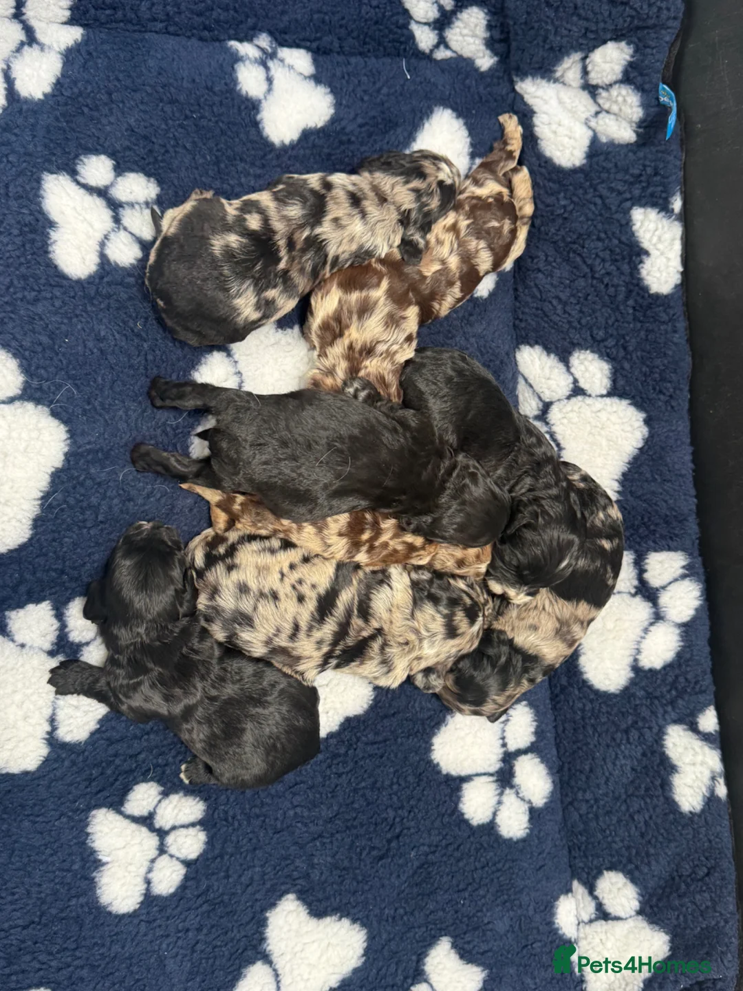 Cockapoo dogs for sale: F1 Cockapoo pups - Advert 4