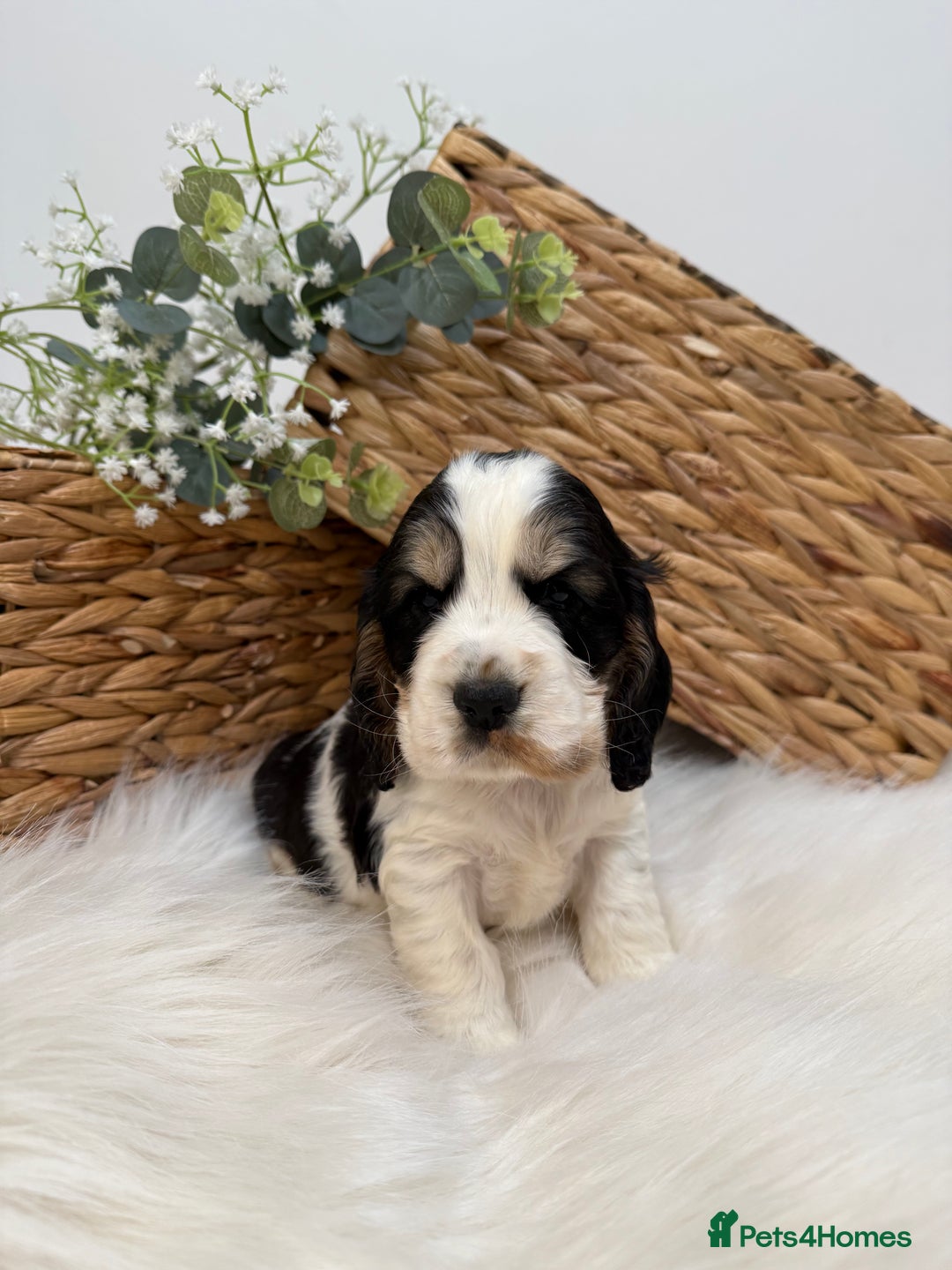 Cocker Spaniel dogs for sale: Quality Health Tested KC Reg Show cocker spaniels  - Advert 21