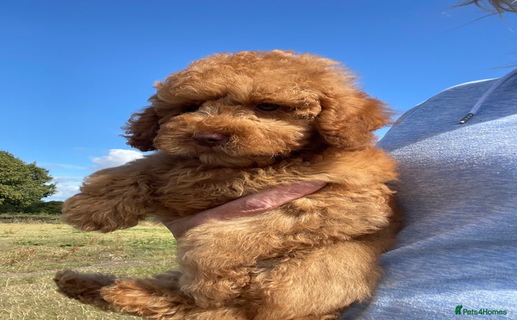 Cockapoo dogs - Advert 2