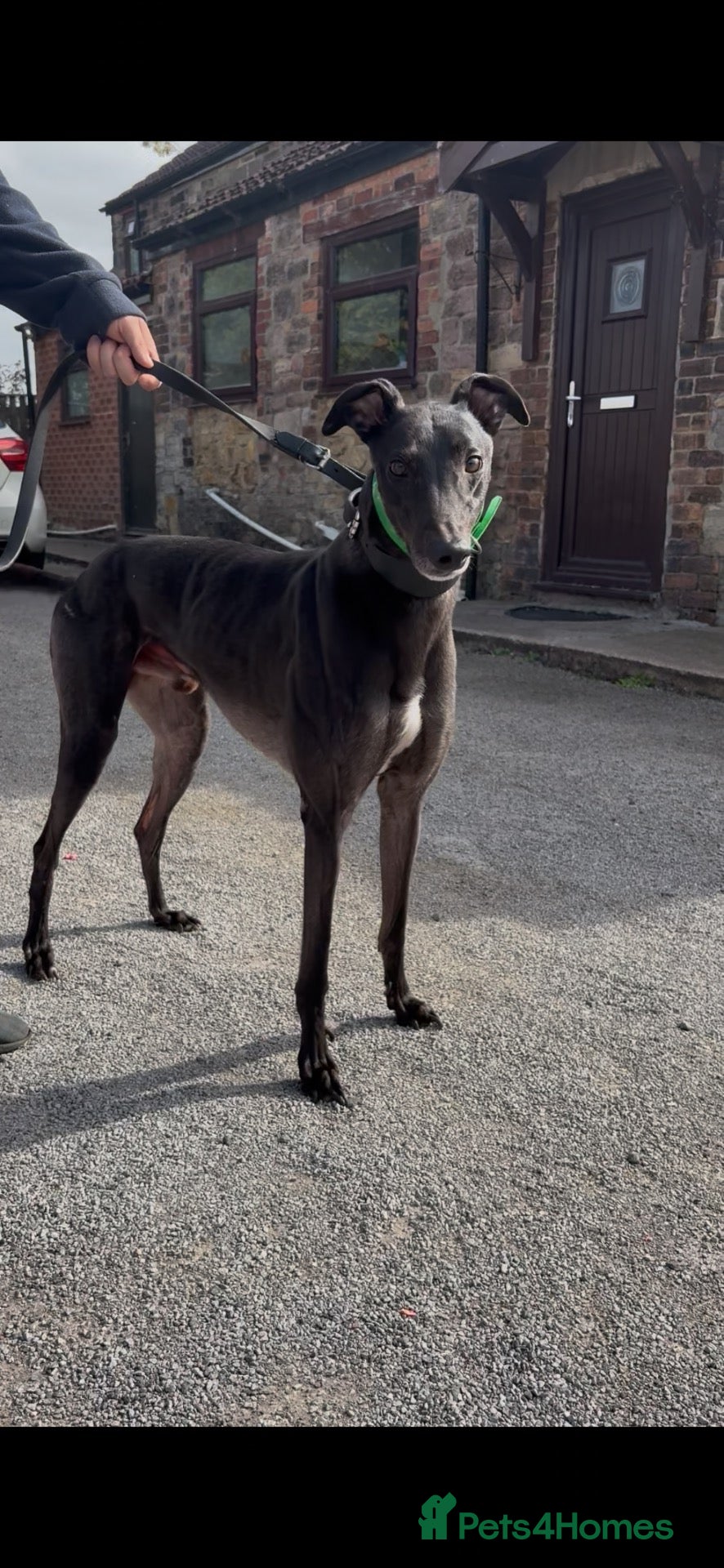 Greyhound dogs danny - Advert 3