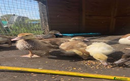 Ducks poultry for sale: Gorgeous and Muscovy ducklings - Image 8