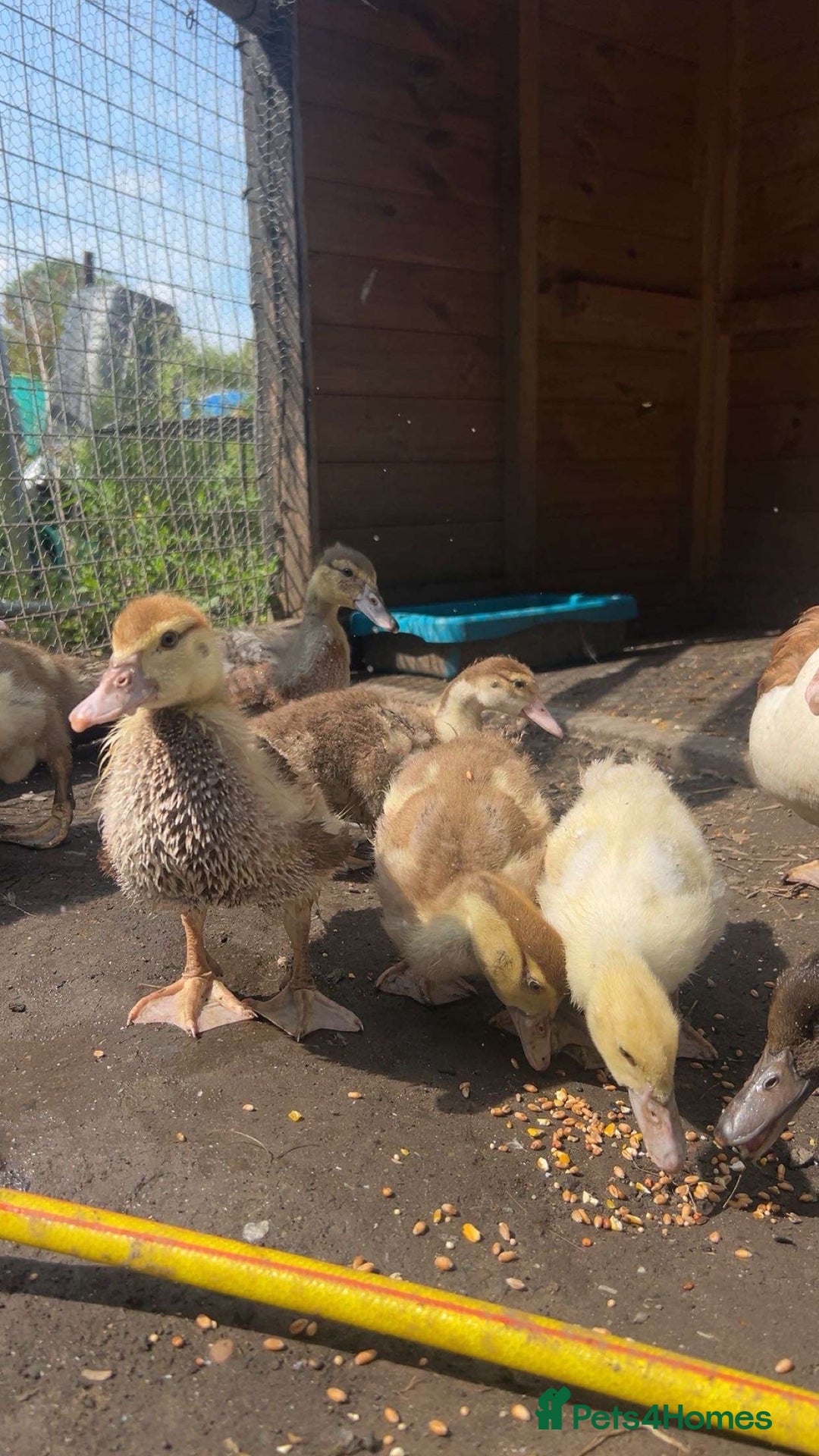 Ducks poultry for sale: Gorgeous and Muscovy ducklings - Image 8
