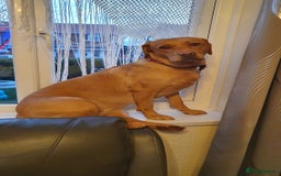 Labrador Retriever dogs for sale: Labrador pups - Image 1