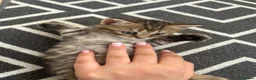 Bengal cats for sale: Beautiful bengal x British short hair kittens  - Advert 8