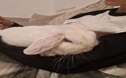 Mini Lop rabbits for sale: Mini lop blue needs a Home  - Advert 3