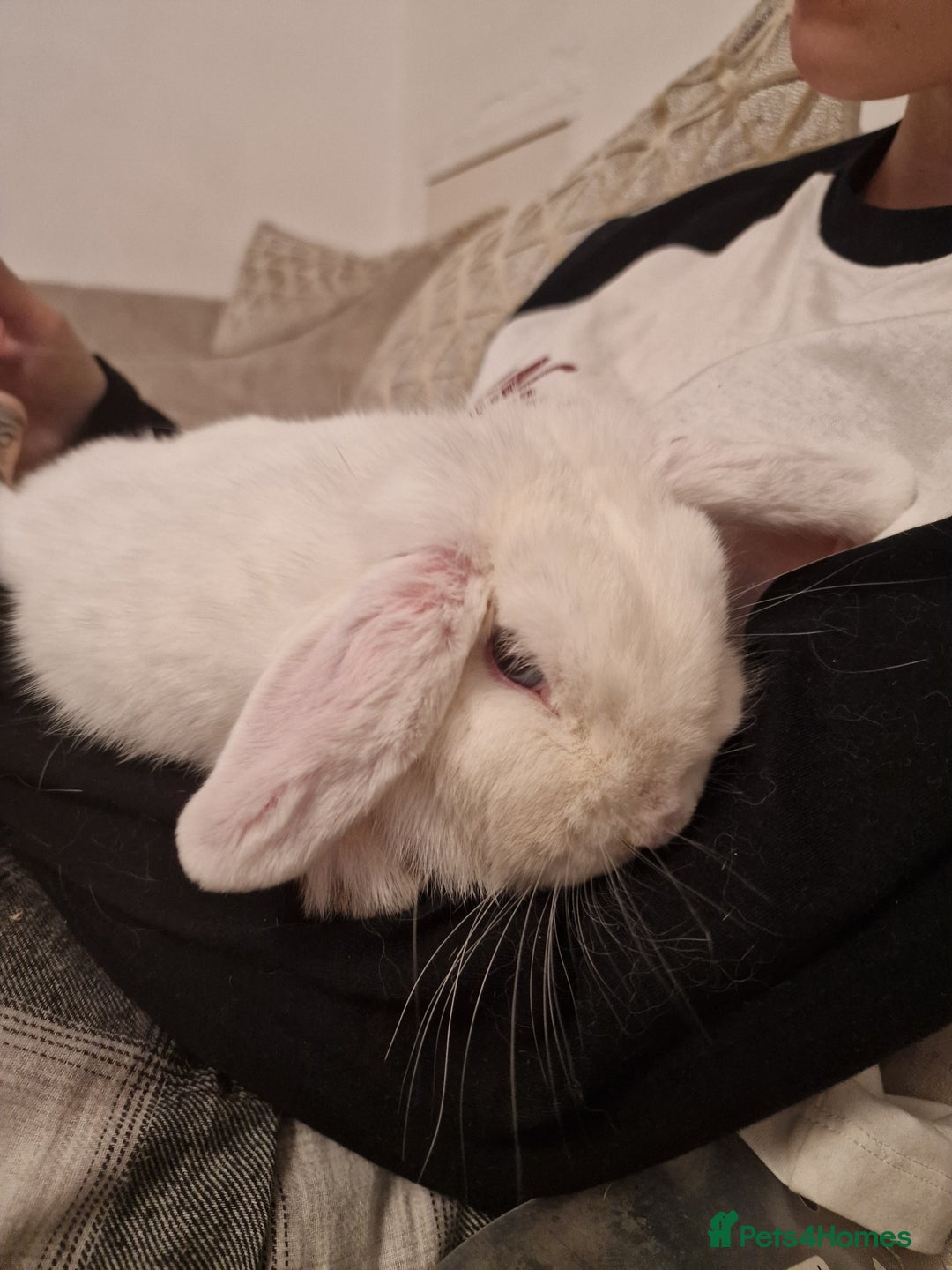 Mini Lop rabbits for sale: Mini lop blue needs a Home  - Advert 3