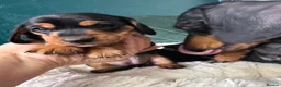 Miniature Dachshund dogs for sale: 2 KC registered miniature dachshund puppies - Advert 11