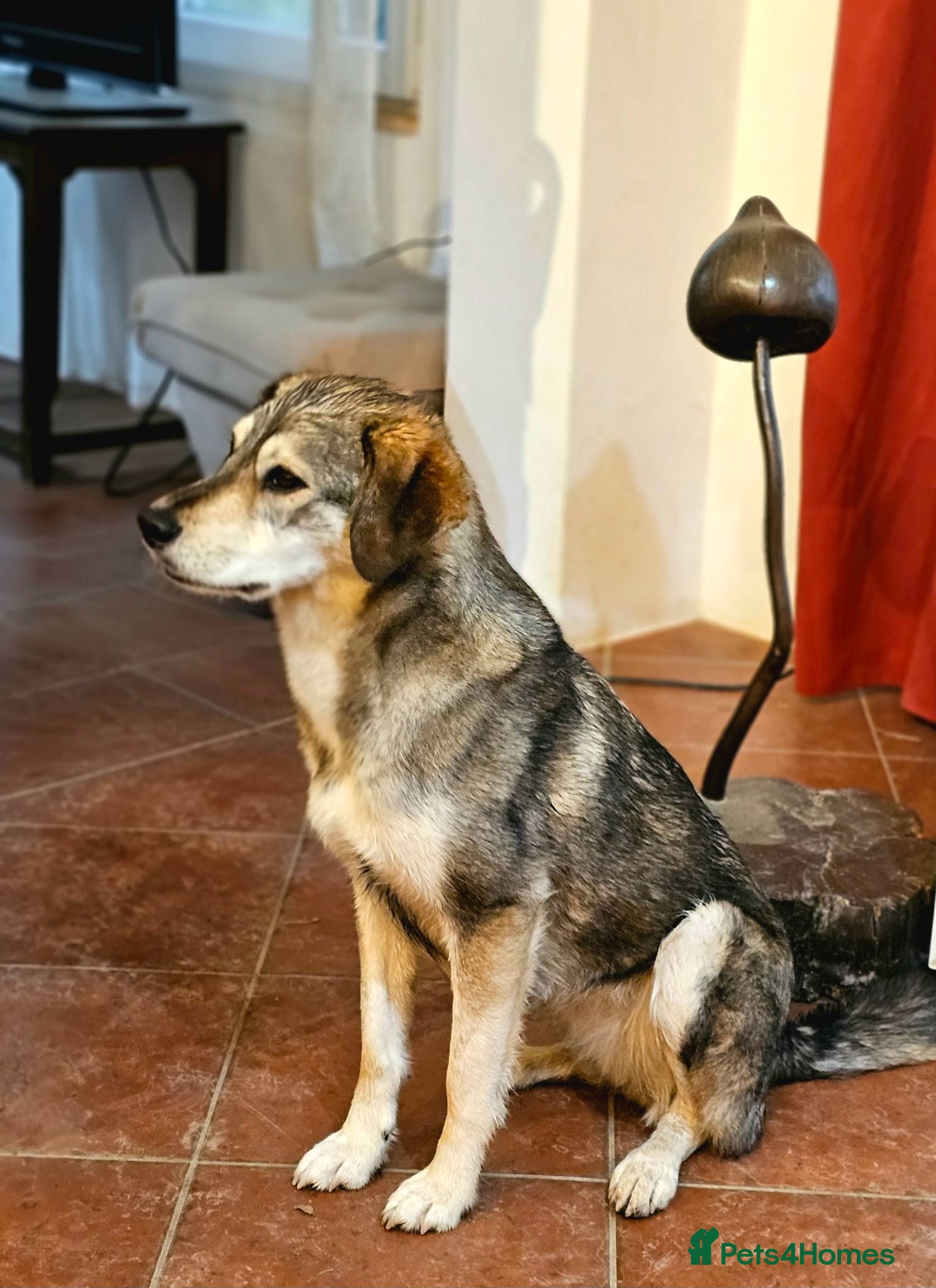 Mixed Breed dogs 🐾 LAJKA – LOOKING FOR A FOREVER HOME 🐾 - Advert 13