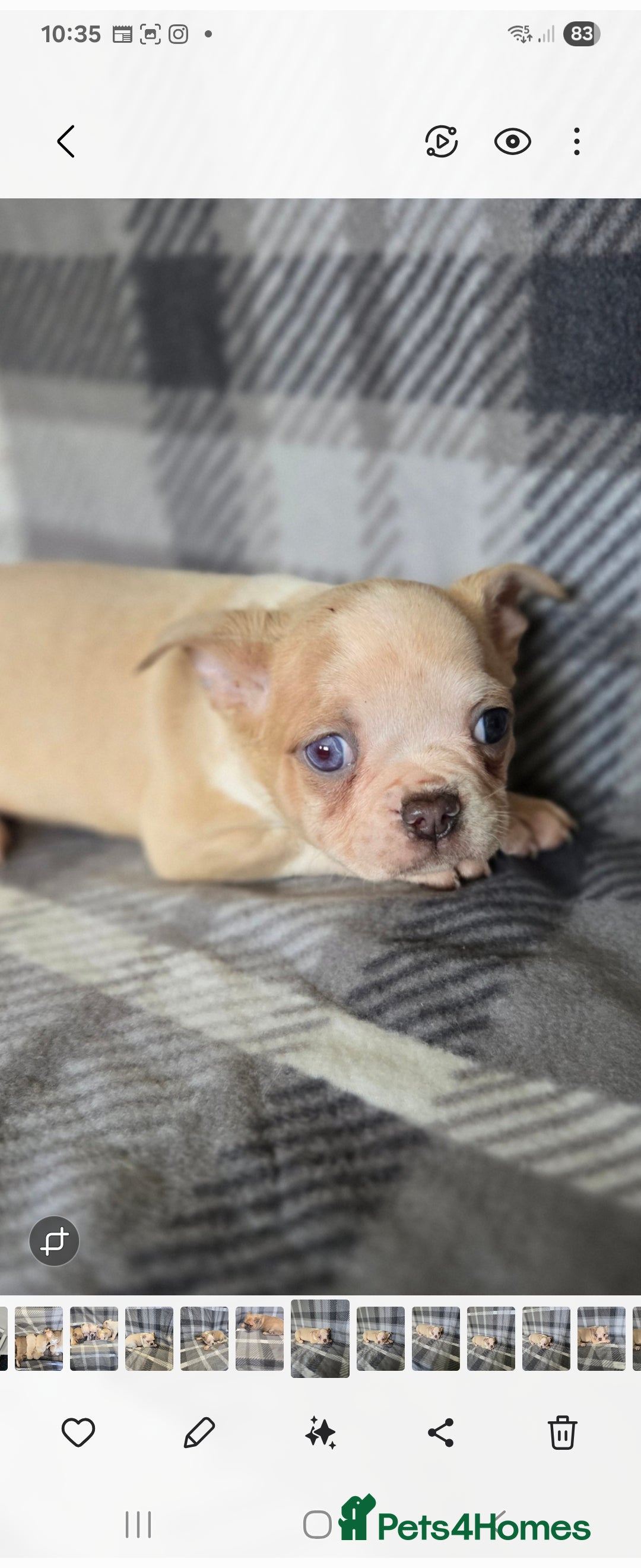 French Bulldog dogs for sale: French bulldog pups pink/fluffy READY NOW - Image 9