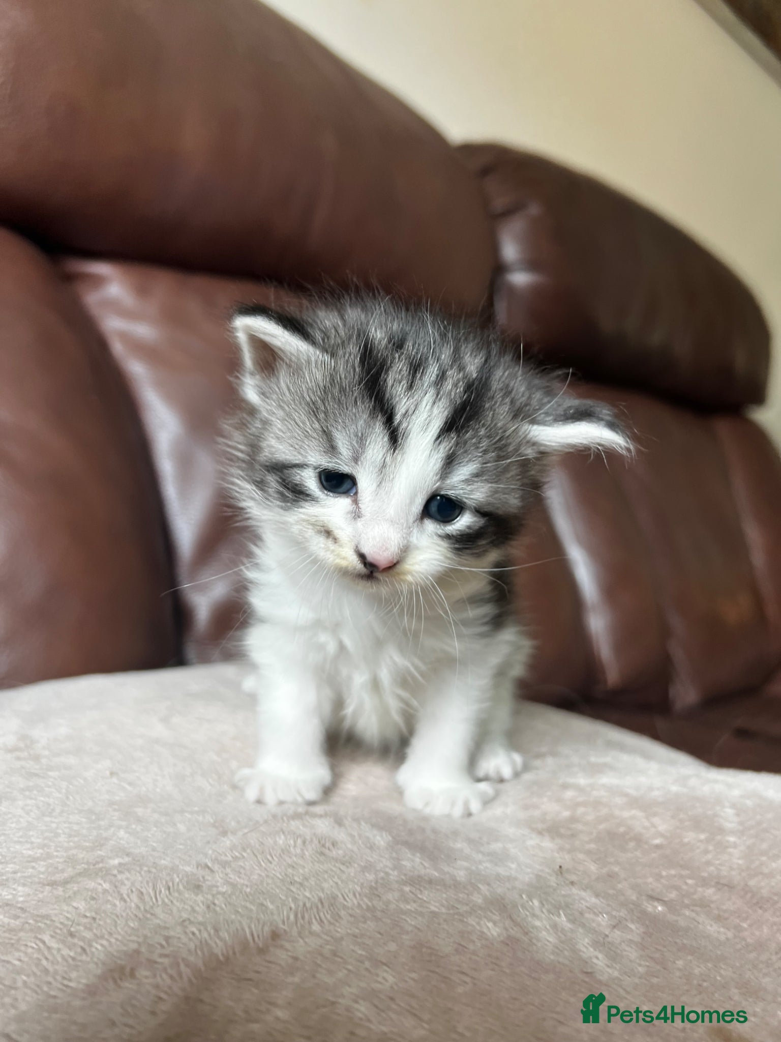 Mixed Breed Kitten 3