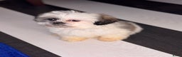 Shih Tzu dogs for sale: 4 beautiful shih tzu - Advert 18