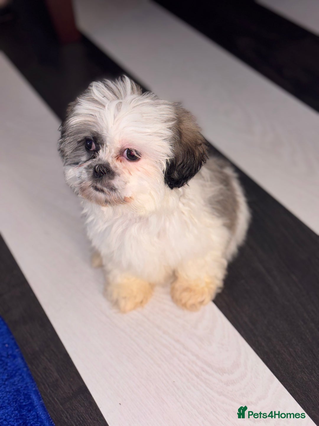 Shih Tzu dogs for sale: 4 beautiful shih tzu - Advert 18