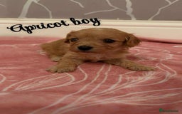 Cavapoo dogs for sale: F1 cavapoo puppies  - Image 4