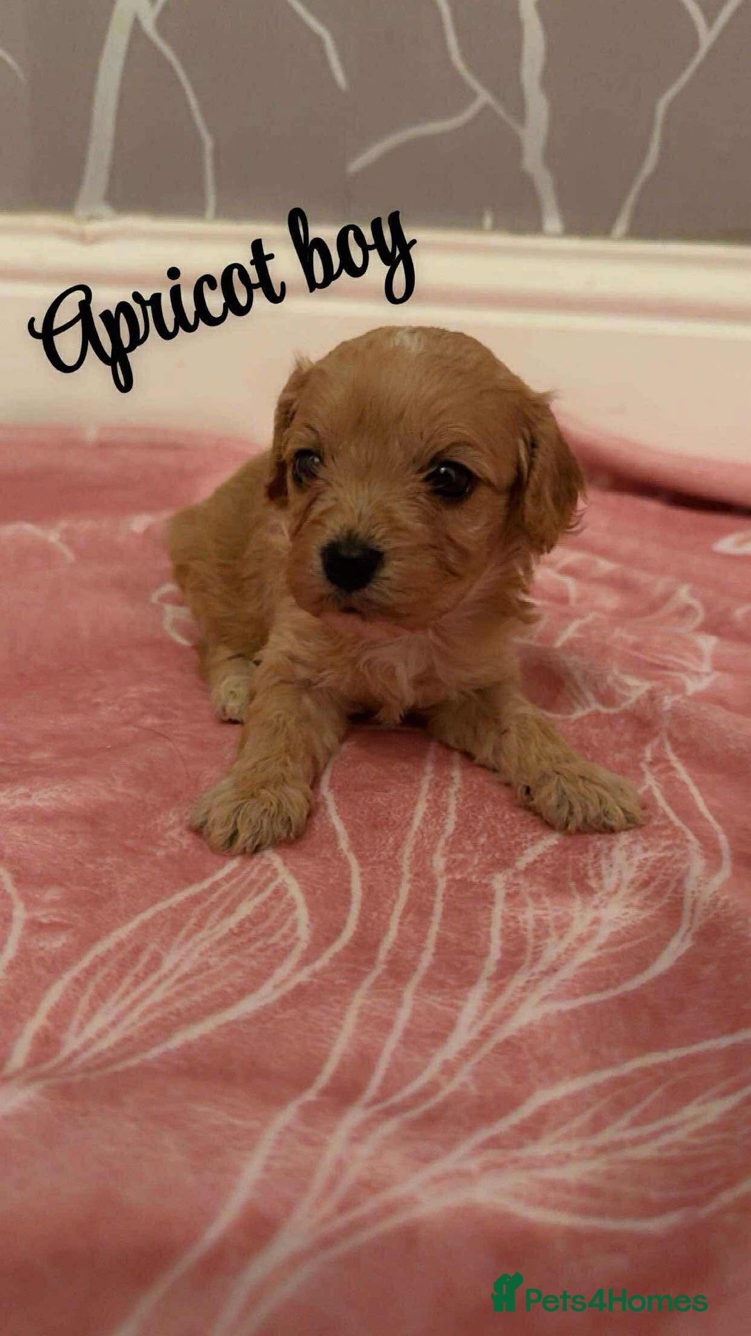 Cavapoo dogs for sale: F1 cavapoo puppies  - Image 4