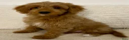 Mixed Breed dogs for sale: Tollerdoodle *last remaining Girl Available* Now - Advert 9