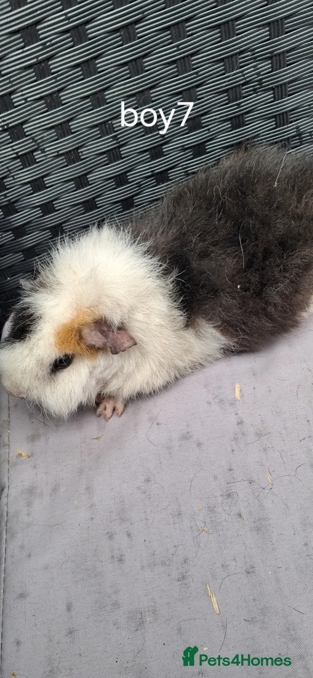 Guinea Pig rodents for sale: 5 baby boy guinea pigs  - Advert 2