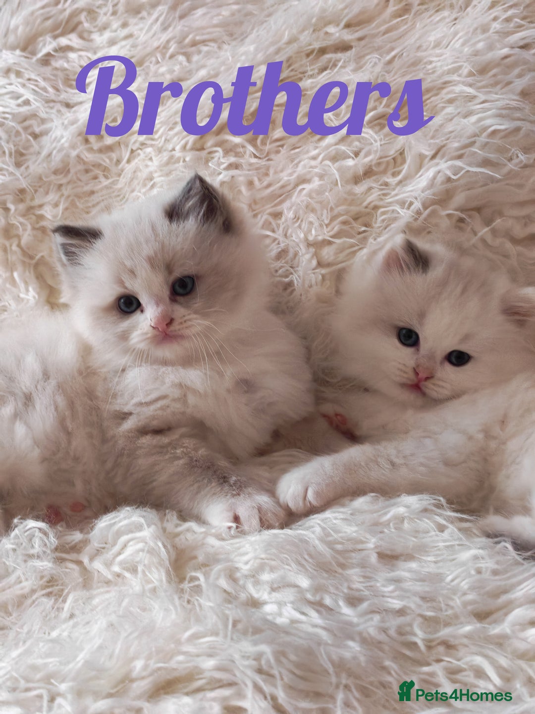 Ragdoll cats for sale: GCCF REGISTER KITTENS  - Advert 25