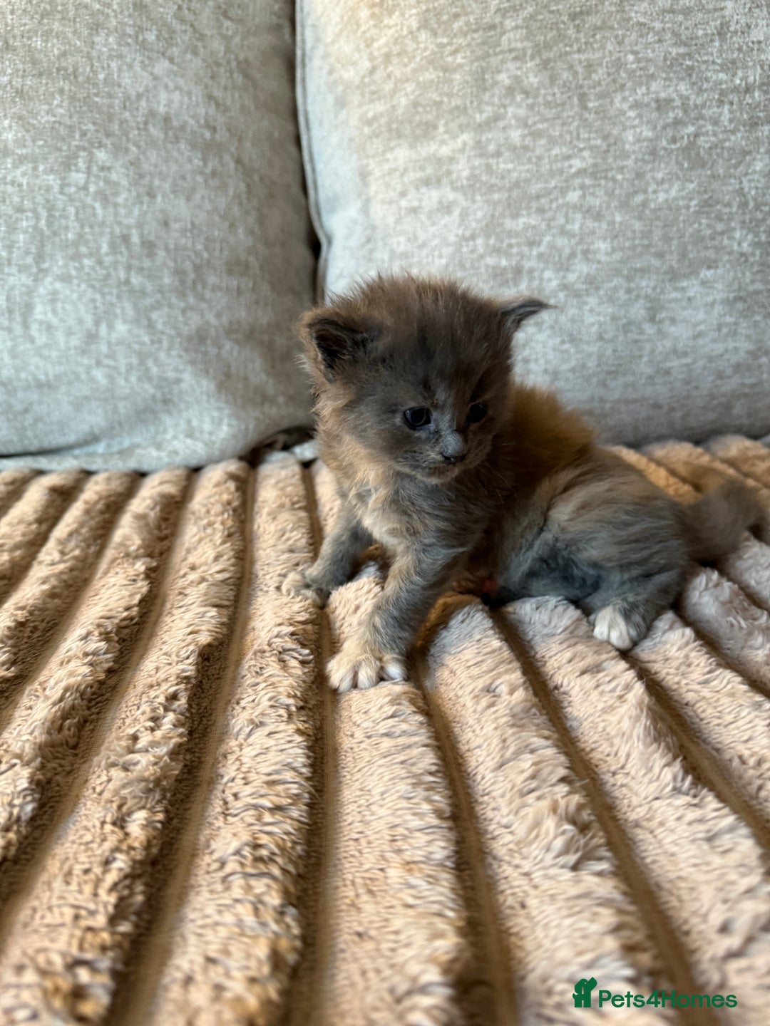 Maine Coon cats for sale: Beautiful Maine Coon Kittens - Advert 22