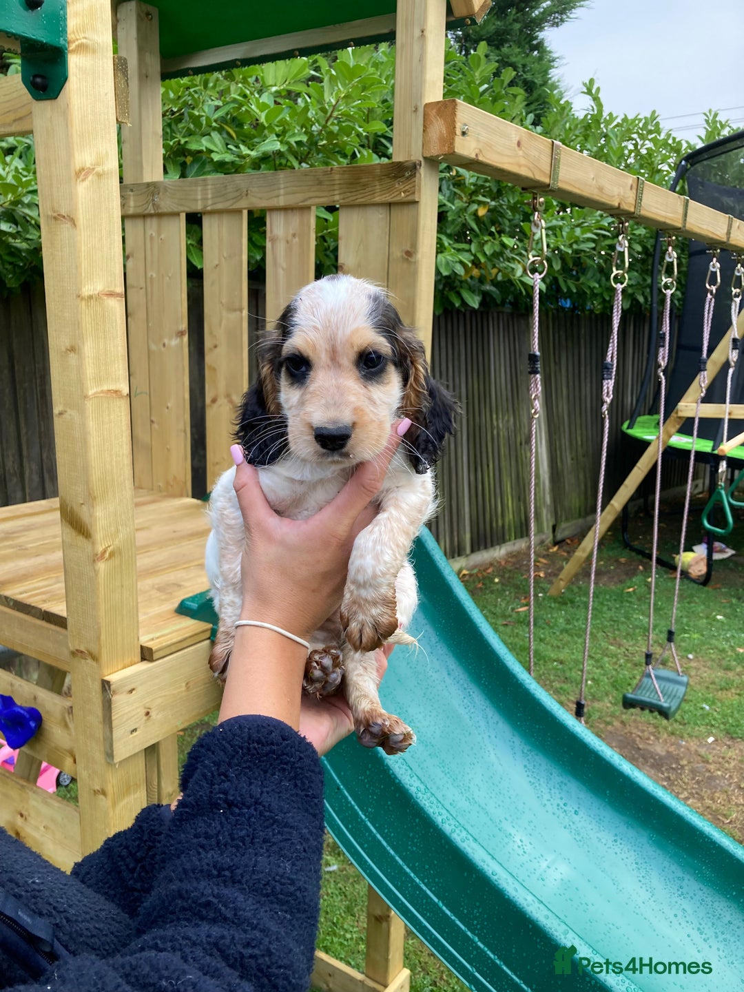 Cocker Spaniel dogs for sale: Boy 7months old - Advert 3