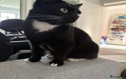 Domestic Shorthair cats for sale: 1 female cat - Image 11
