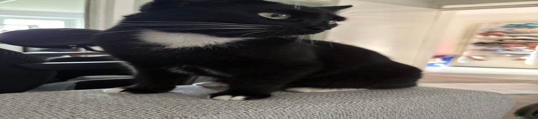 Domestic Shorthair Kitten 1