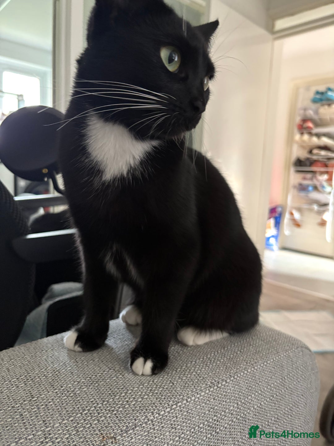 Domestic Shorthair cats for sale: 1 female cat - Image 11