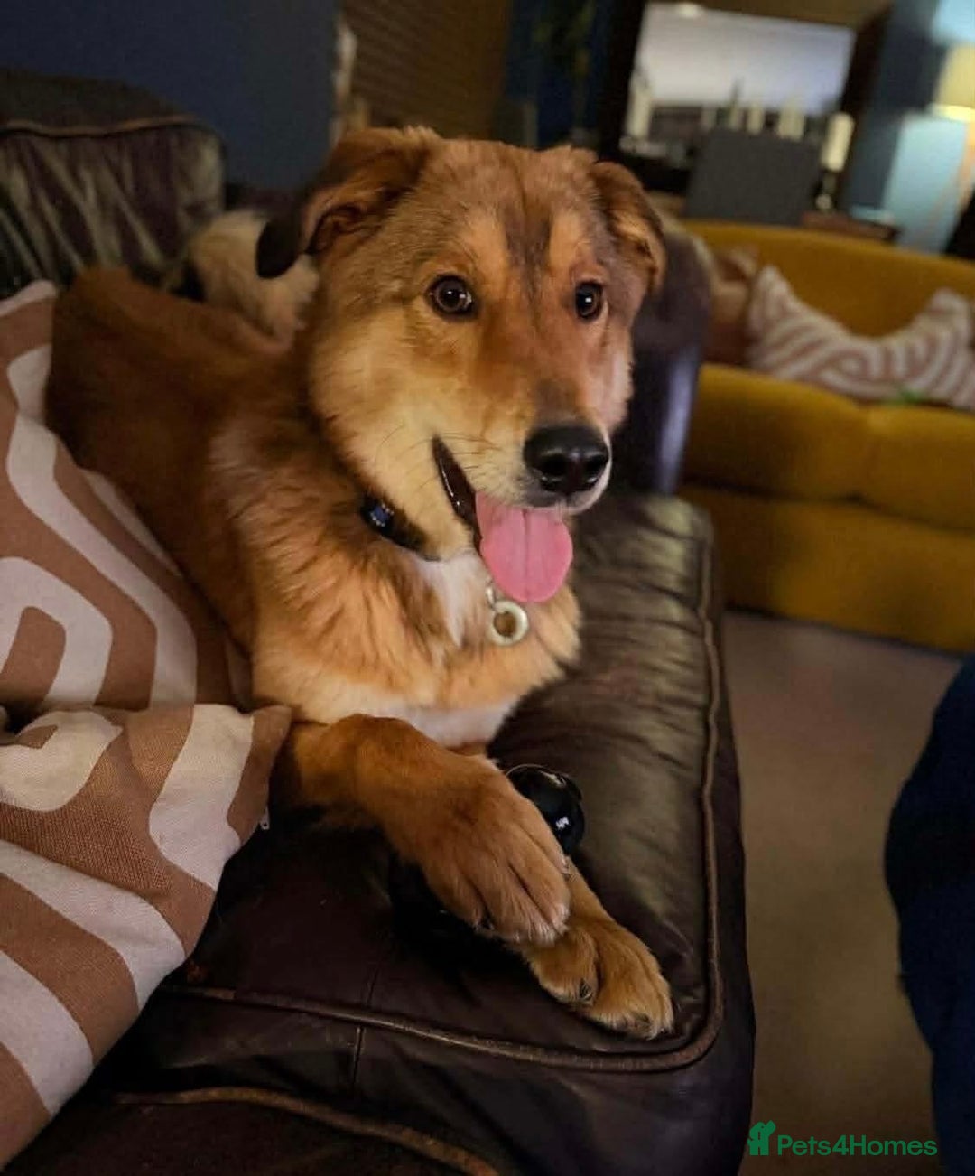 Mixed Breed dogs for adoption: Fox - Milton Keynes  - Advert 12