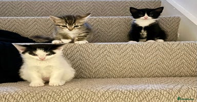 Mixed Breed cats - Advert 8