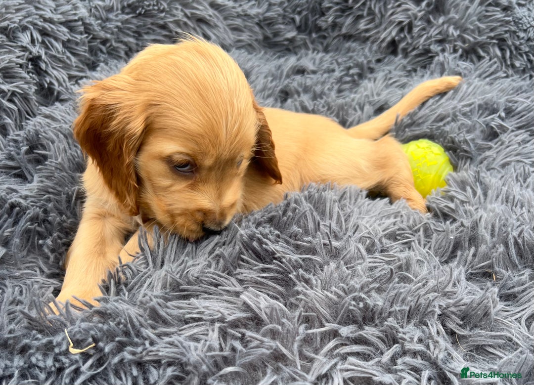 Cocker Spaniel dogs for sale: Show Cocker Puppies - Image 12